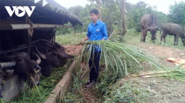 Mô hình nuôi trâu sinh sản của anh Hoàng Văn Bình.