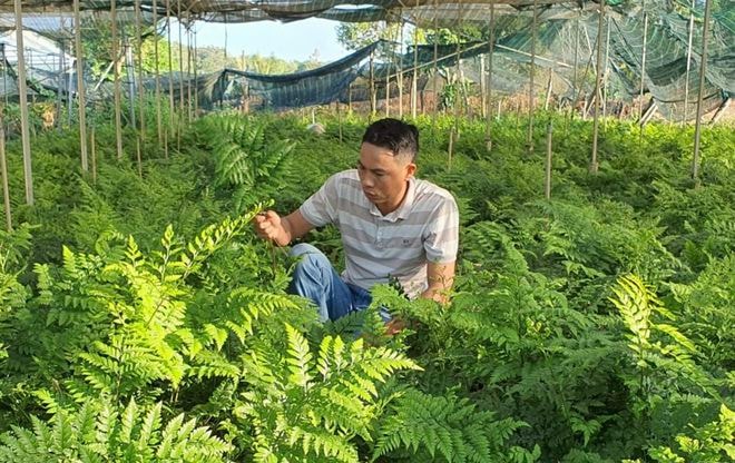Mô hình trồng dương xỉ Pháp của anh Dũng. Ảnh: Thanh Quân