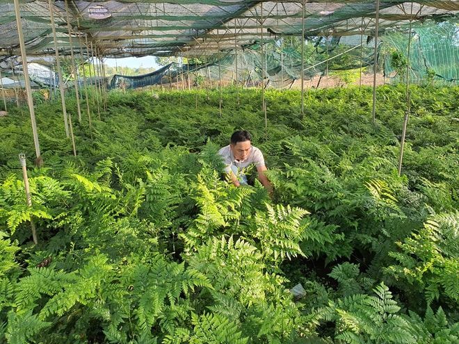 Anh Nguyễn Tiến Dũng, người khởi nghiệp trồng dương xỉ Pháp; Ảnh: Thanh Quân