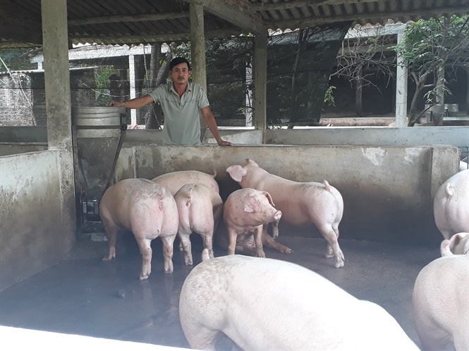 Mô hình nuôi heo theo mô hình VietGAP của anh Khánh cho năng suất cao hơn nuôi heo truyền thống khoảng từ 20 – 30%
