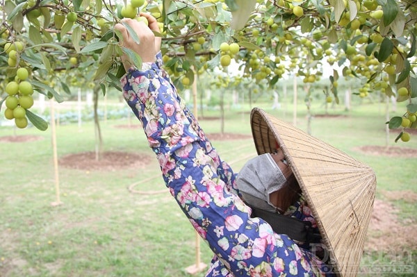 Nhiều địa phương vẫn loay hoay tìm hướng đi cho các sản phẩm OCOP