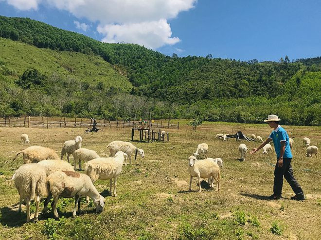 Đồng cừu tại The Moshav Farm