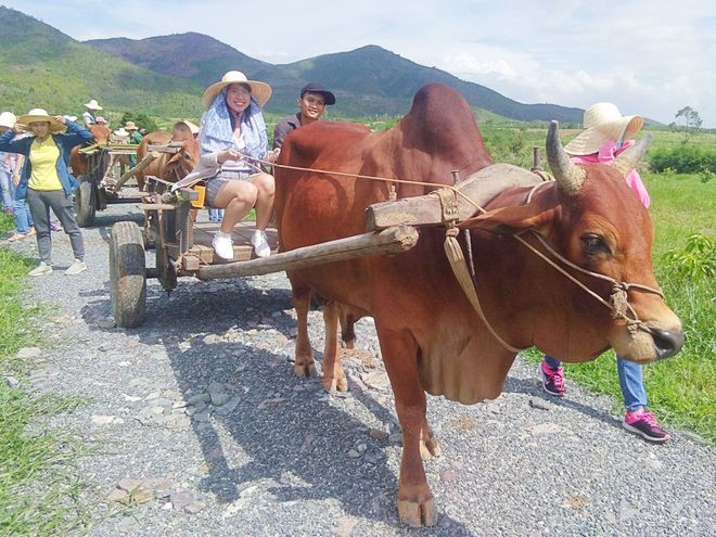 Các bạn trẻ học tập, trải nghiệm tại The Moshav Farm