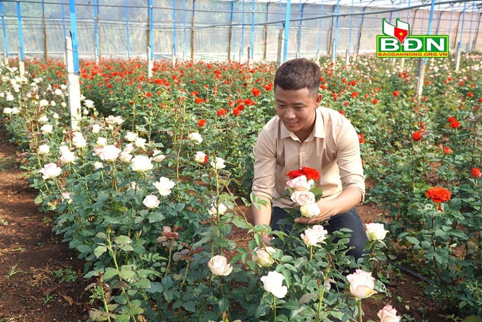 Hoa hồng ngoại có giá cao trên thị trường