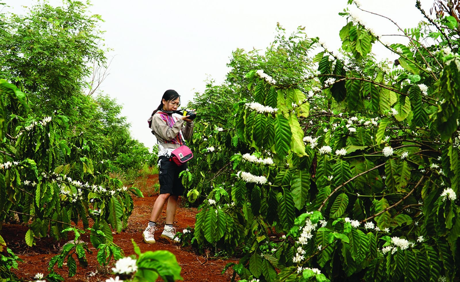 Mùa xuân, mùa của hoa cà phê tinh khôi