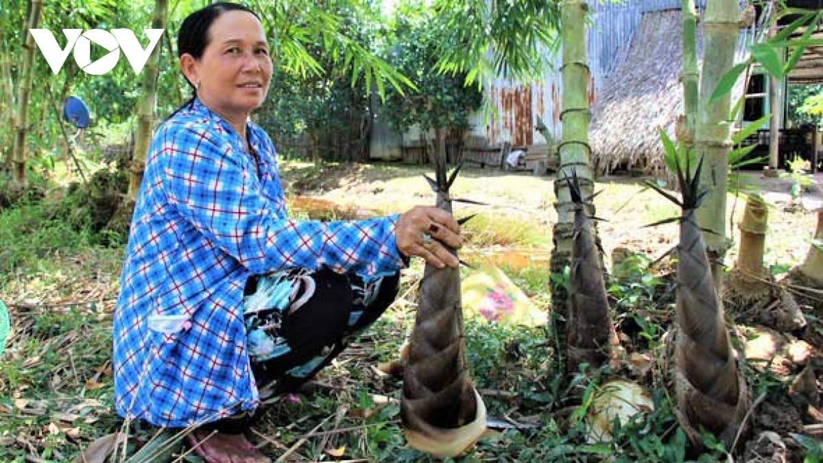 Mô hình trồng măng trên đất mặn giúp tạo hướng đi cho một số hộ dân ở địa phương.