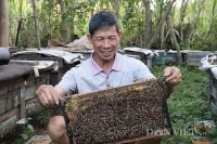 Câu chuyện lập nghiệp thành công nhờ nuôi ong của lão nông