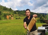 Khởi nghiệp nông nghiệp: Bỏ phố về nuôi ong làm giàu