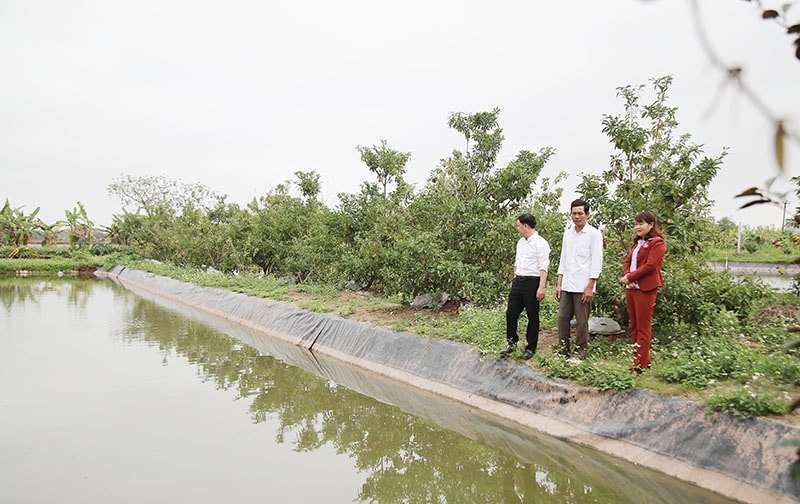 Bên cạnh đó, người nông dân kết hợp nuôi ao cá, và trồng lúa