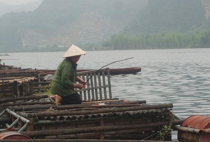 Tình trạng cá lồng chết hàng loạt trên sông Mã đang khiến người nuôi cá như ngồi trên đống lửa