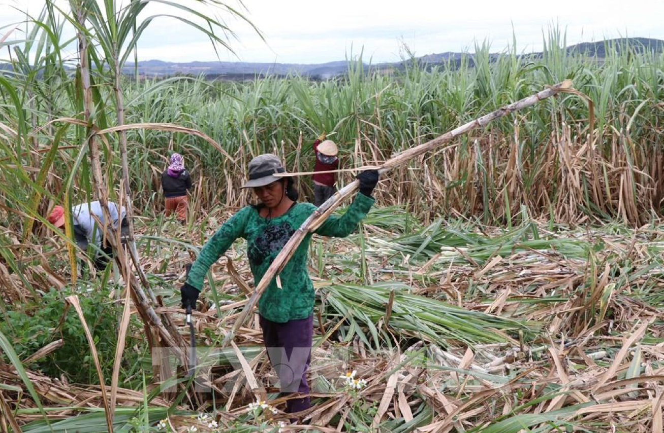 Giá mía tăng giúp bà con an tâm hơn để gắn bó lâu dài với cây mía