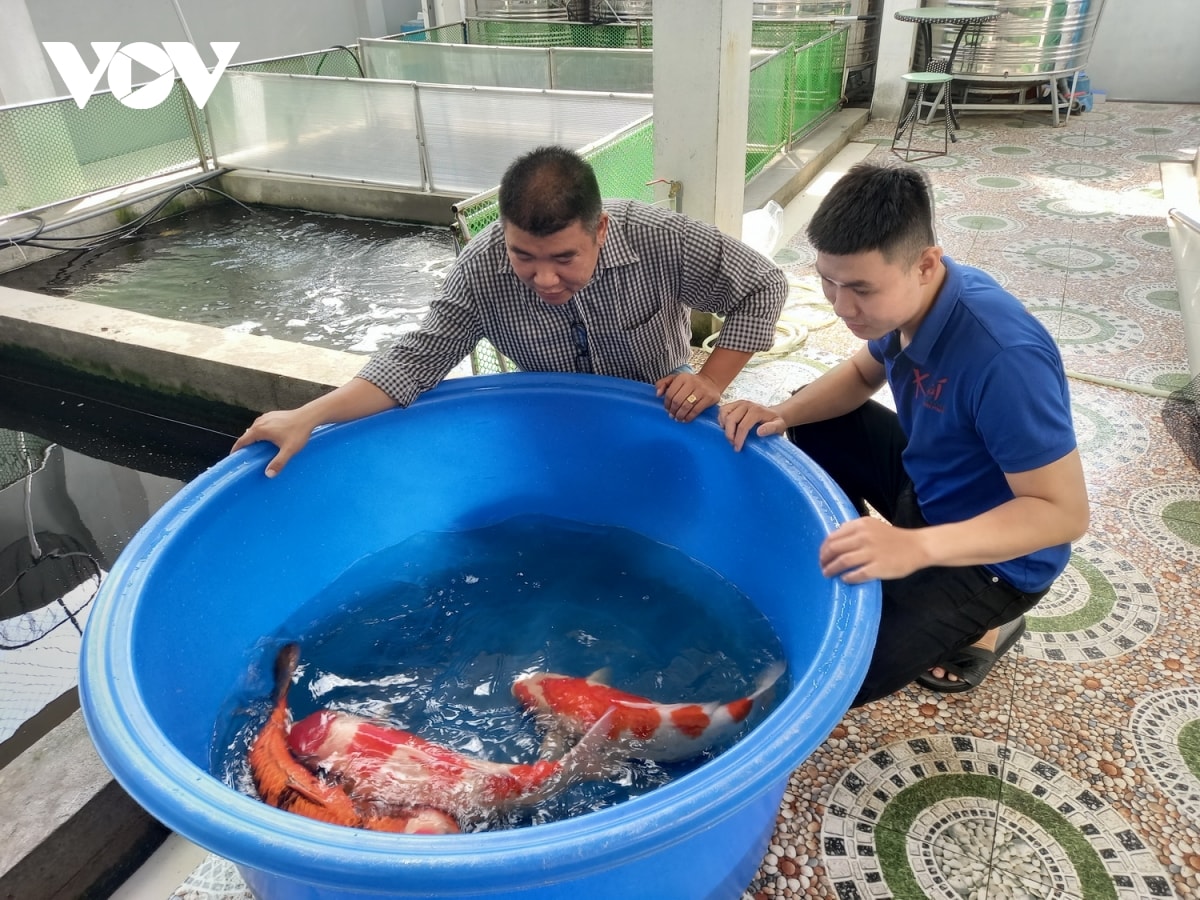 Anh Trần Thướt Vỹ (bên trái) kinh doanh cá Koi thành công tạo việc làm cho gần 50 lao động.