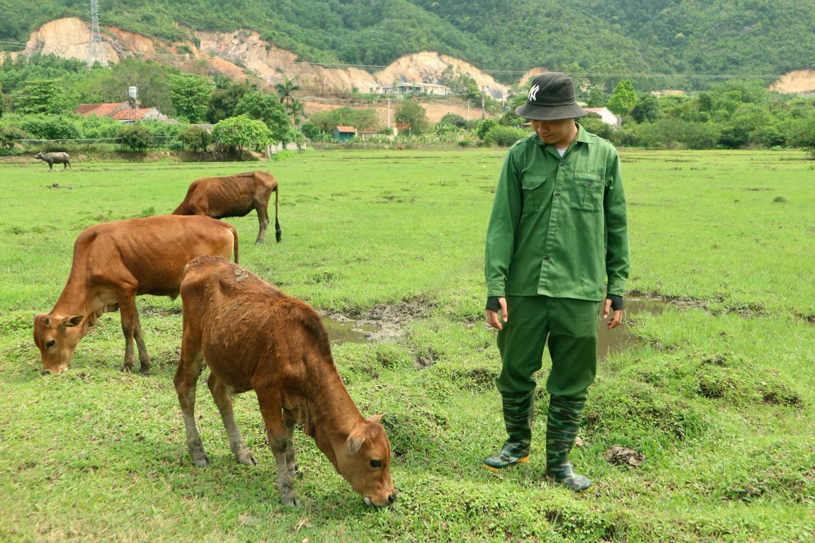 Đàn bò được Lê Hoàng Sơn chăn thả tự nhiên, nên đảm bảo chất lượng.