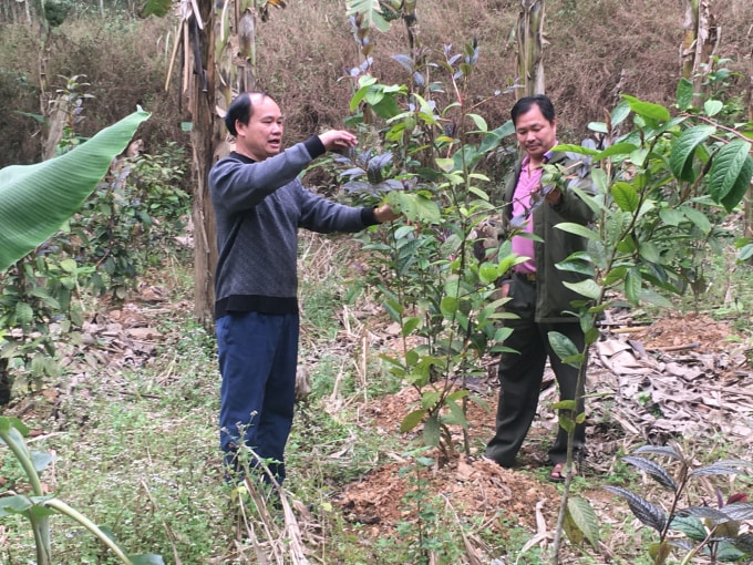 Cây chè hoa vàng, một trong những cây dược liệu đang được HTX Thịnh Vượng mở rộng phát triển. Ảnh: Đ.V.T.