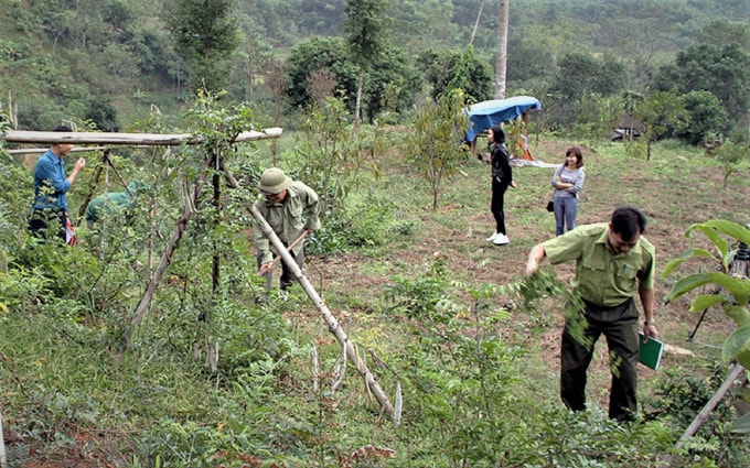 Võ Nhai đã có những chính sách, nguồn lực hỗ trợ kịp thời cho việc bảo tồn, phát triển cây dược liệu gắn với nghề rừng. Ảnh: Đ.V.T.