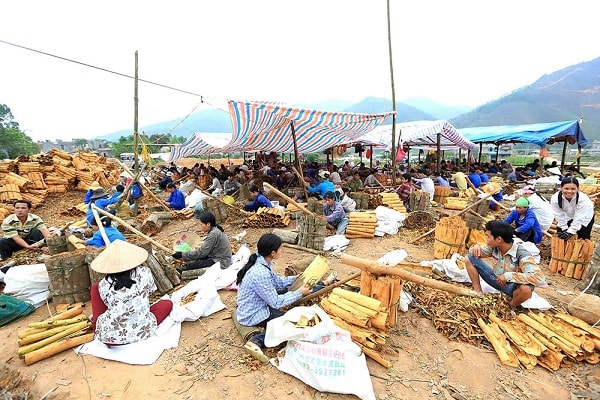 Tháng 4 đến tháng 6 là mua thu hoạch Quế tại Quảng Ninh. Ảnh Khánh Giang