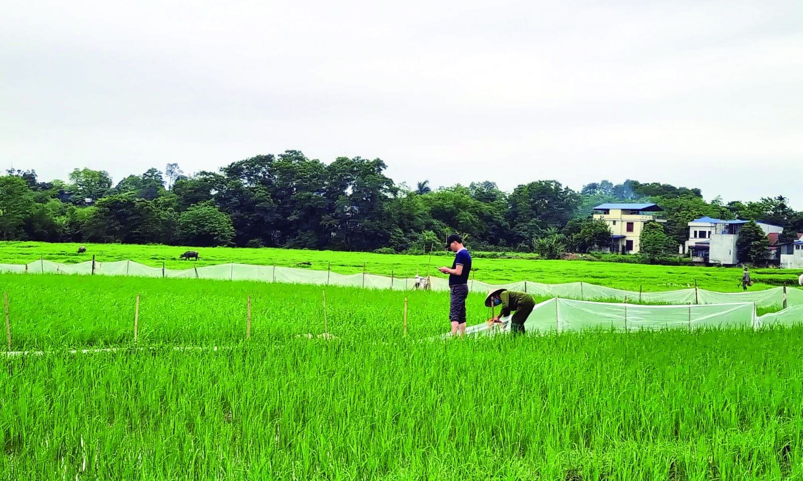 p/Hàng trăm lô đất trên giấy- hiện vẫn là đất nông nghiệp đã được bán hết, bìa đỏ cũng được Phó Chủ tịch UBND thành phố Thái Nguyên Nguyễn Văn Tuệ ký cấp liền tay ghi rõ “Đất ở tại đô thị”. Ảnh: Nguyễn Giang