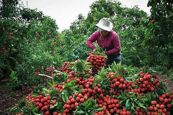 Vải thiều Bắc Giang năm nay tăng hơn 30 nghìn tần so với năm 2020