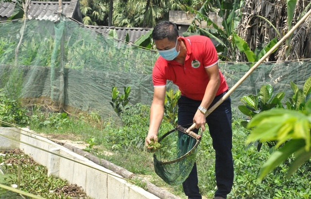 Từ một vệ sĩ, anh Bình về quê làm giàu với mô hình nuôi ốc nhồi.