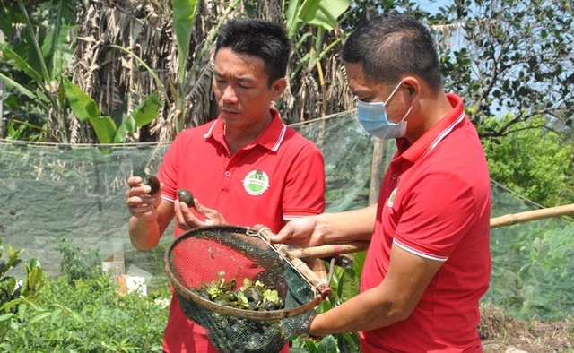 Sau 7 năm, anh Bình cùng người anh họ cộng sự đã thành công, làm giàu trên chính quê nhà.