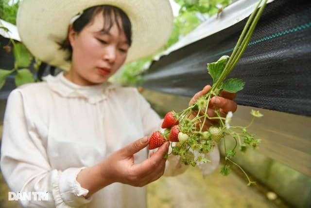 Vợ chồng chị Dung trải qua nhiều lần thất bại mới gây dựng được vườn dâu tây như hiện nay.