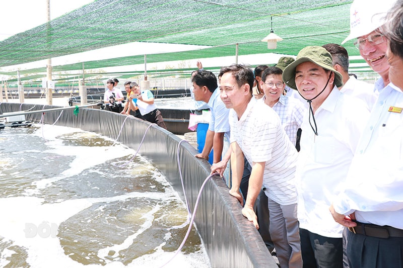 Chủ tịch UBND tỉnh Trần Ngọc Tam (thứ hai từ phải sang) khảo sát mô hình nuôi tôm công nghệ cao tại huyện Thạnh Phú.