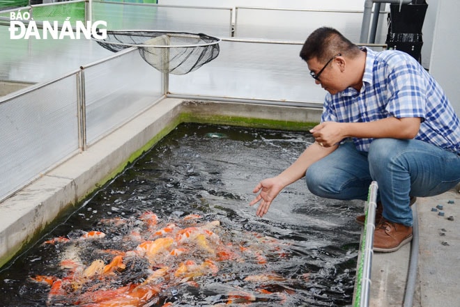 Mỗi năm, anh Trần Thướt Vỹ xuất bán hàng ngàn con cá Koi đến các tỉnh, thành phố trong cả nước. Ảnh: THU HÀ