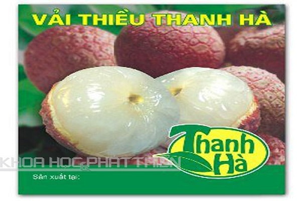 Theo kế hoạch, lễ mở vườn sẽ được tổ chức tại thôn Thanh Lanh, xã Thanh Quang. Lễ cắt băng xuất khẩu diễn ra tại thôn Lại Xá, xã Thanh Thủy. 