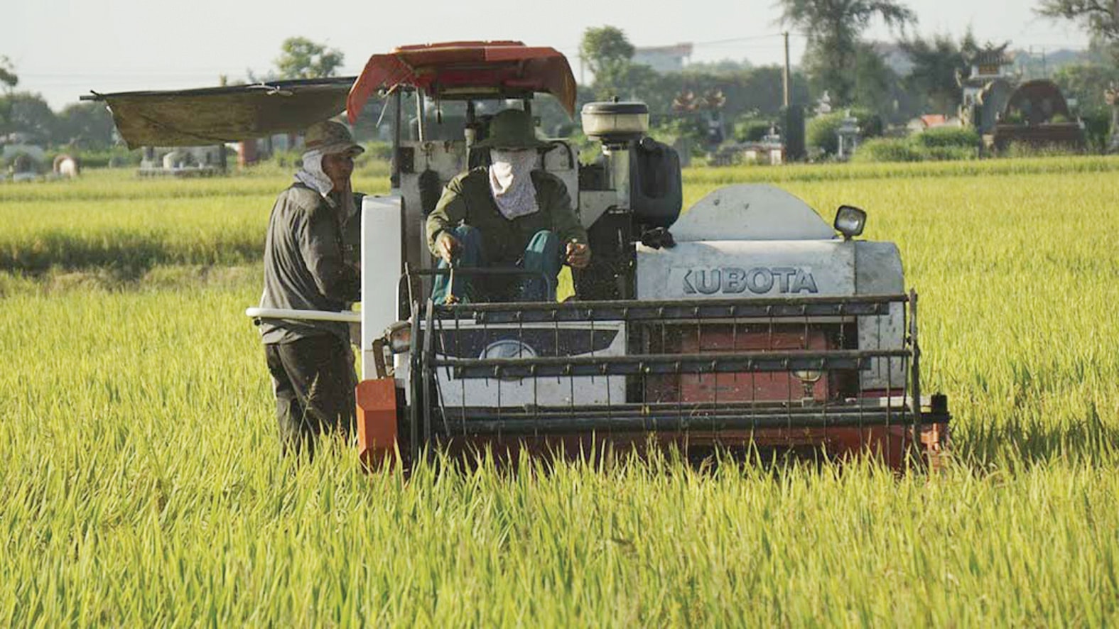  Tích tụ ruộng đất là một trong những lĩnh vực nhận được nhiều sự quan tâm trong Luật Đất đai sửa đổi. ẢNH NGỌC THẮNG