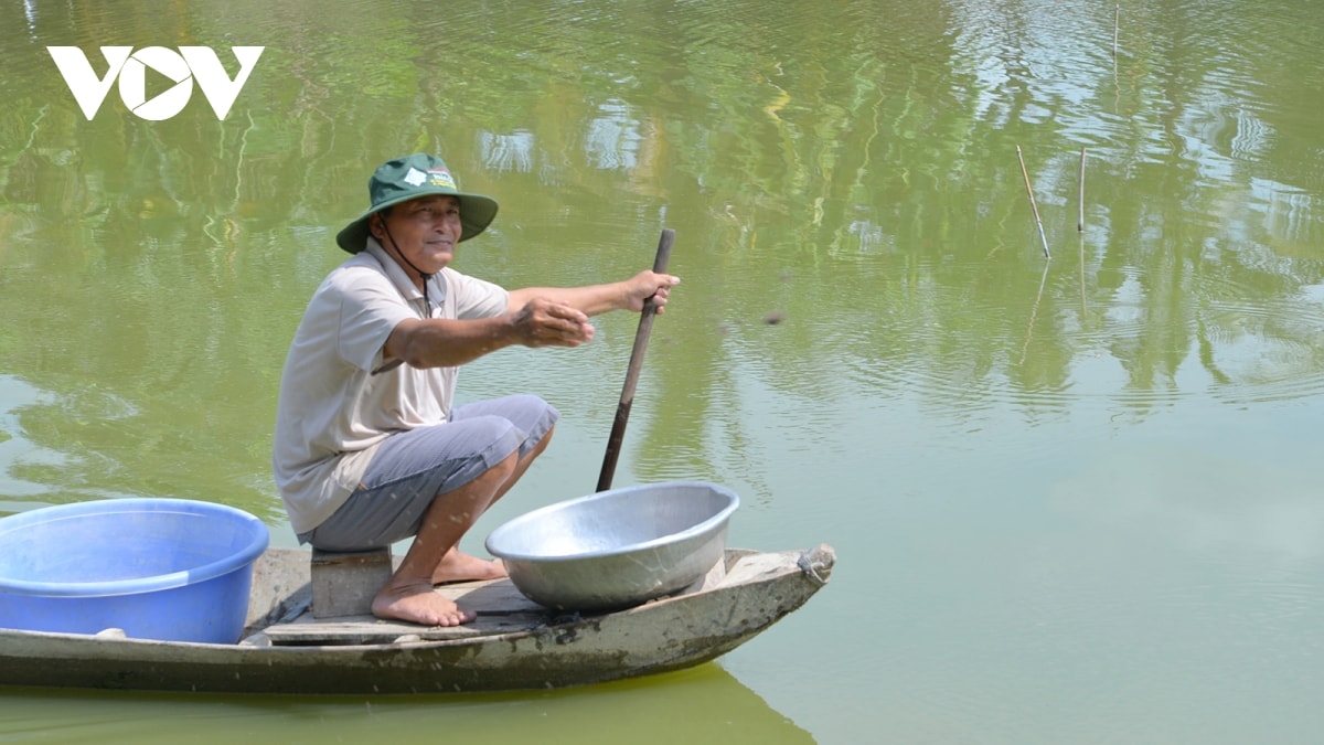 Diện tích nuôi tôm càng xanh toàn đực trên địa bàn xã Thạnh Mỹ, huyện Vĩnh Thạnh, TP Cần Thơ gần 21 ha.