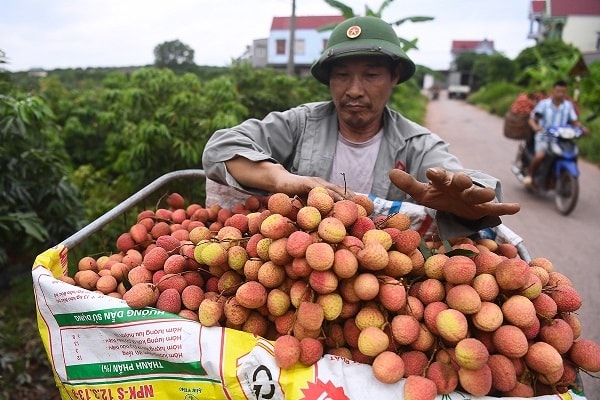 Mong rằng, vải thiều Hải Dương sẽ là bệ phóng cho nông sản Việt vượt biên