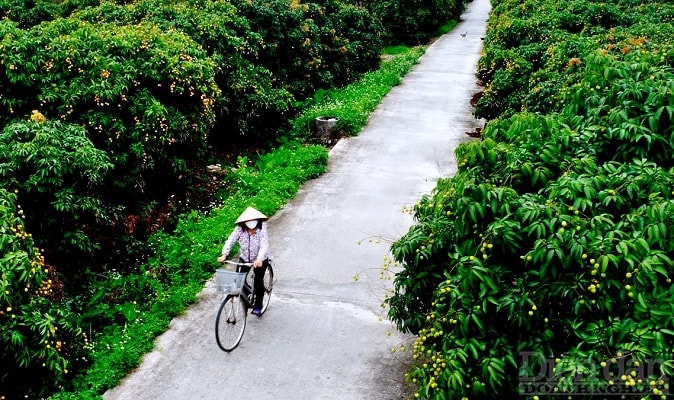 Vải thiều Hải Dương đã thực hiện nghiêm túc các quy trình sản xuất và phòng trừ sâu bệnh nên chất lượng quả vải đạt cao, không còn dư lượng thuốc bảo vệ thực vật.