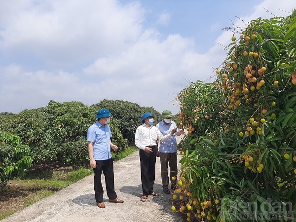 Để quả vải hiện diện ở đó là cả quá trình của các ngành chức năng, địa phương tỉnh Hải Dương.