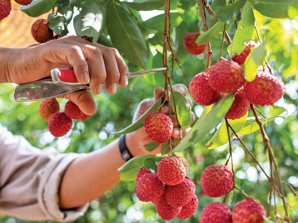 Bắc Giang đã làm tất cả các biện pháp để quả vải đảm bảo chất lượng vượt trội, an toàn về thực phẩm và cũng an toàn về COVID -19p/