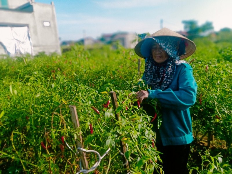 Người nông dân trồng ớt đang đứng trước nguy cơ thua lỗ vì giá ớt xuống thấp, khó tiêu thụ