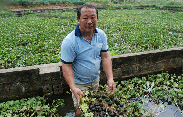 Ông Phạm Thế Cầu vớt ốc thương phẩm. Ảnh: Nguyễn Dũng.