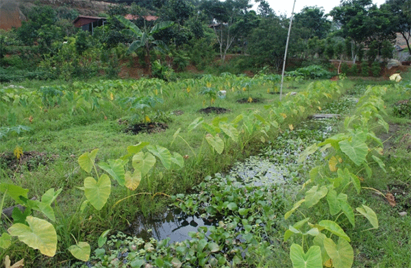 Ao ốc nuôi bố mẹ. Ảnh: Nguyễn Dũng.