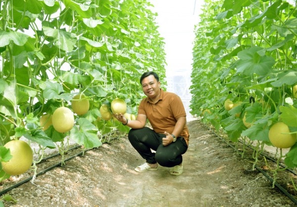 Chân dung chàng trai 9x thành công trong mô hình nông nghiệp sạch