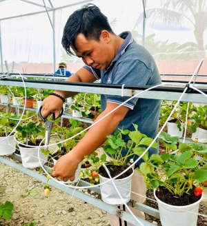 Anh chàng cũng thành công trong việc đưa dâu tây về trồng thành công tại Cà Mau
