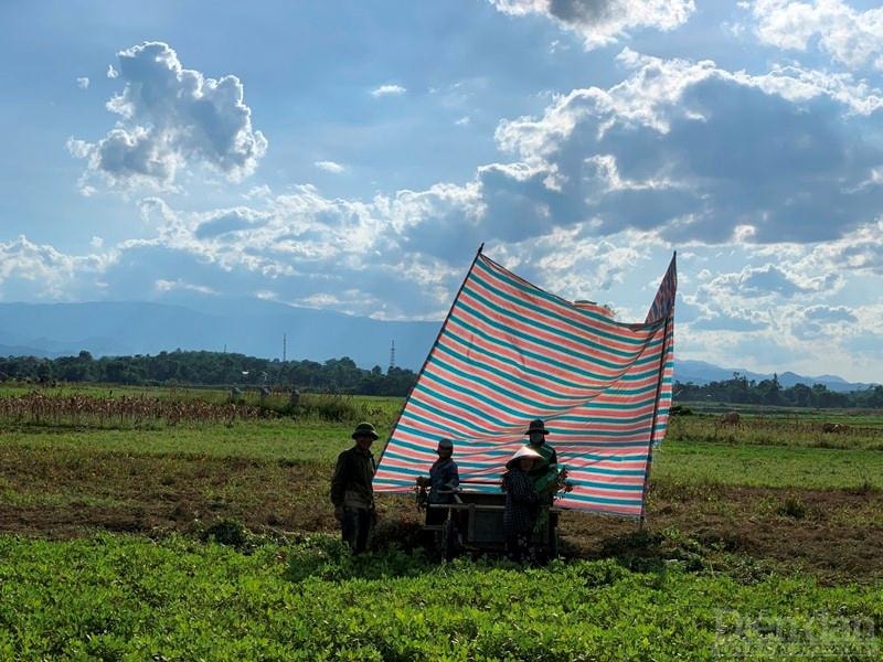 Che bạt lấy bóng mát thu hoạch lạc