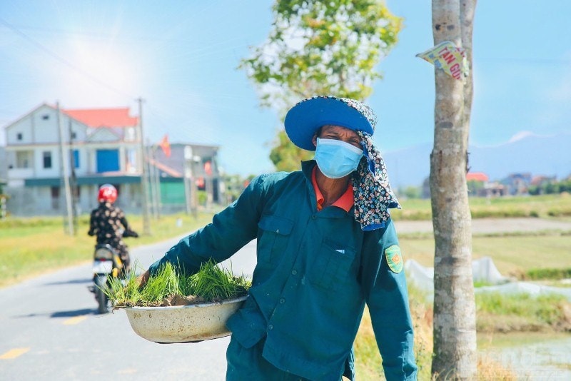 Tại huyện Hương Khê, người dân bắt đầu ra đồng từ 5 giờ sáng để kịp gieo trồng vụ hè thu và tránh nóng.