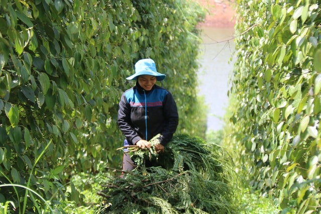 Cành, lá keo sau khi được thu hoạch về sẽ cắt nhỏ cho dê ăn.