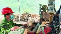 Đình Lập (Lạng Sơn): phát huy lợi thế cây lâm nghiệp