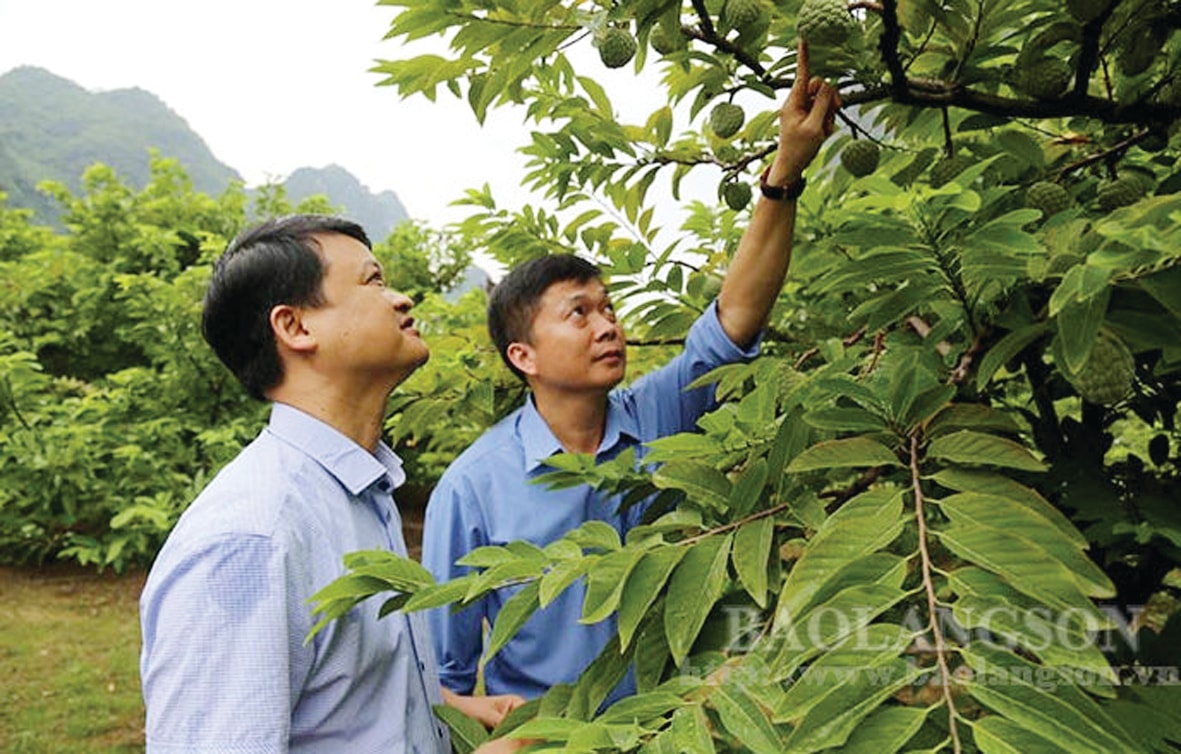  Lãnh đạo huyện Chi Lăng tham quan mô hình trồng na VietGAP trên địa bàn.