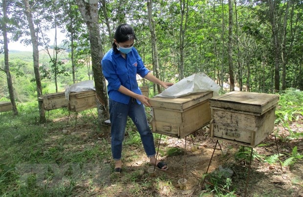 Chị Nguyễn Lê Ngọc Linh kiểm tra thùng nuôi ong trong vườn rừng. (Ảnh: Nguyễn Nam/TTXVN)