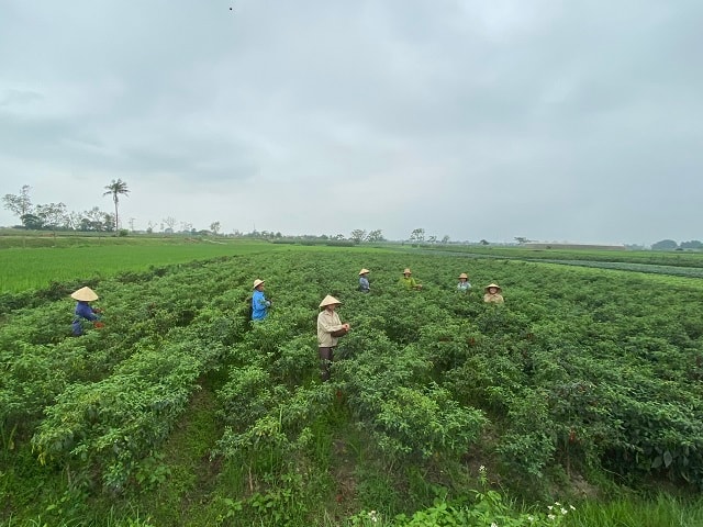 Lê Minh Cương xuống đồng hái ớt cùng người nông dân