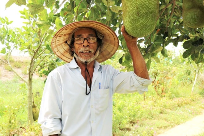 Ông Phan Quang Tám (hay thường gọi Tám Râu) tự hào về vườn cây ăn quả chất lượng của mình.