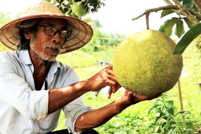 Giống bưởi được ông đặt tên bưởi Điện Bàn được lai tạo từ nhiều giống bưởi khác nhau. Quả có vỏ màu vàng, ruột hồng, vị ngọt thanh và nặng từ 3-5kg.