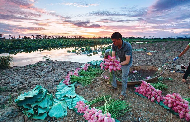 Thời điểm này sen đang cho thu hoạch rộ.