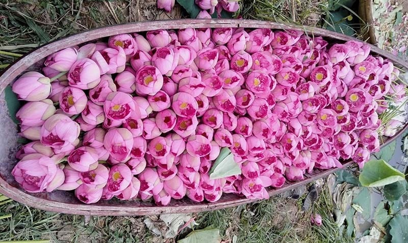 Người dân chèo thuyền ra đầm thu hái sen.